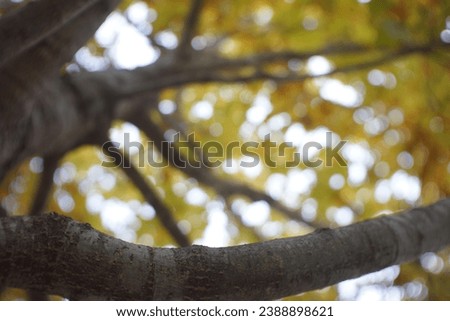 Pictures of fall leaves on tree
