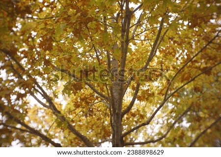 Pictures of fall leaves on tree