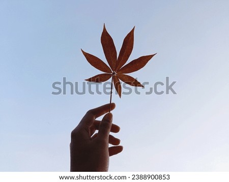Hand holding a autmn leaf with clear blue sky background. Beautiful orange silk cotton leaf. Realistic photo for wallpaper or design background. 