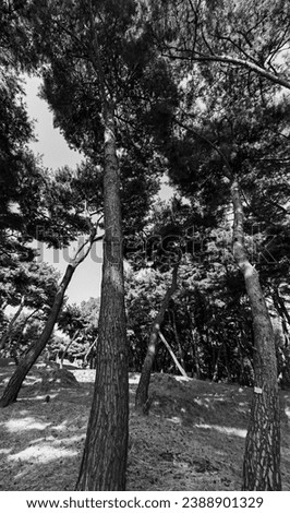 Korea's beautiful pine trees are beautifully expressed in black and white photos.