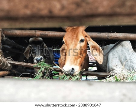 The cow was bending down to eat grass in the pen, only the head could be seen. By taking pictures from the gaps in the bamboo fence. This makes both the top and bottom bamboo appear blurry.