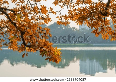 Autumn landscape yellow leaves on tree on Hoan Kiem lake, Hanoi, Vietnam. Turtle Tower (thap rua) on background