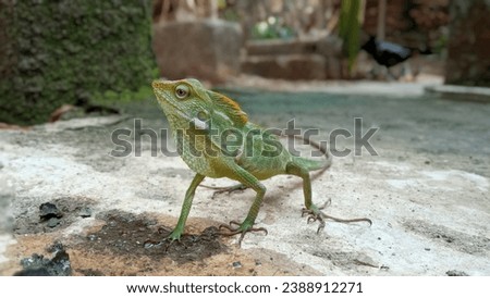 Closeup photo of green chameleon on blurred background. Macro photos. Realistic photo for wallpaper or design graphic background. 