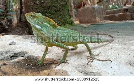 Closeup photo of green chameleon in nature. Beautiful macro photos. Realistic photo for wallpaper or design graphic background. 