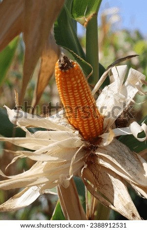 Pictures of the corn (Zea Mays) being harvested. 