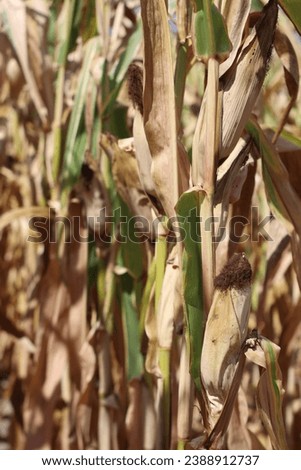Pictures of the corn (Zea Mays) being harvested. 