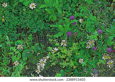 Beautiful, natural, fresh, green leaves, plants, flowers, clover., daisies in the meadow in summer..