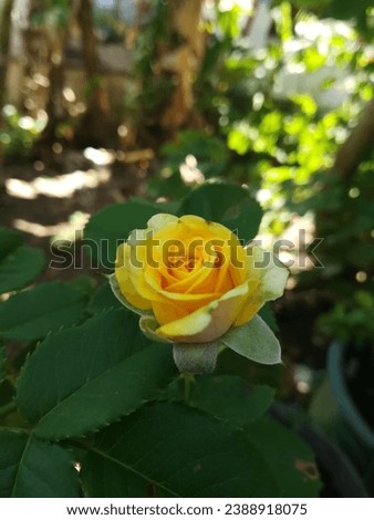 beutifull yellow colour rose picture and beutifull green and yellow 