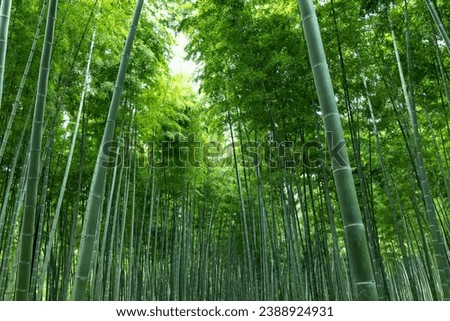Bamboo forest with fresh green leaves Royalty-Free Stock Photo #2388924931