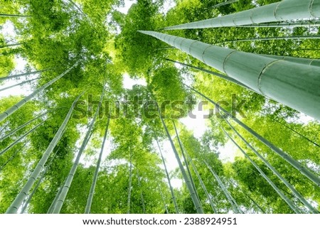 Bamboo forest with fresh green leaves Royalty-Free Stock Photo #2388924951