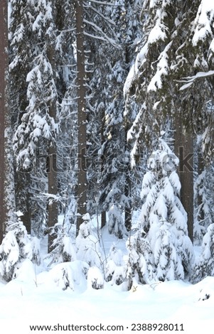Snowy day in the woods, Snow and pine trees. Pine forest in winter. Tree trunks and snow. Winter in the north of Sweden.