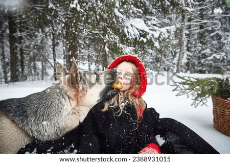 Cute little girl in red cap or hat and black coat with basket of green fir branches treats with a pie of big dog shepherd as wolf in snow forest on cold winter day. Fun and fairytale on photo shoot