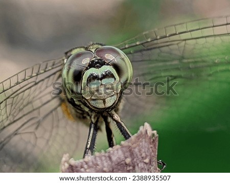 Dragonflies or sibar-sibar are a group of insects belonging to the Odonata nation.