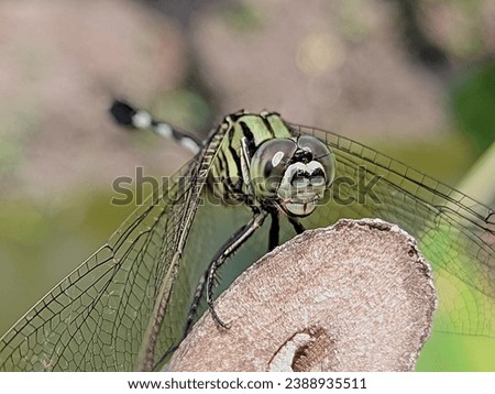 Dragonflies or sibar-sibar are a group of insects belonging to the Odonata nation.