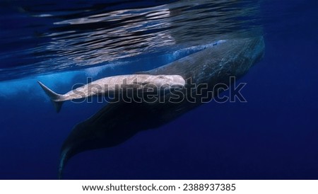 The coteklema, sperm whale, or box-head whale is the largest animal in the group of toothed whales and the largest animal with teeth in the world. This whale is called the 'sperm whale' because initia Royalty-Free Stock Photo #2388937385