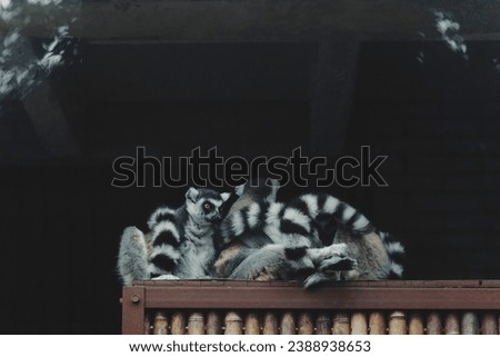 Lemur catta (Ring Tailed Lemur) is a species of primates in the family true lemurs.