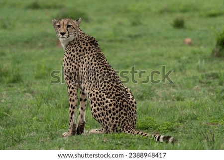 cheetah in pilanesberg national park in south africa in search of prey 