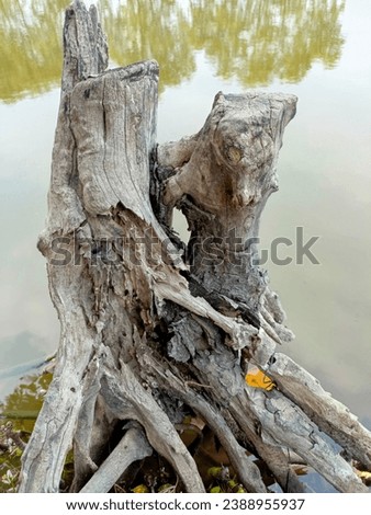 The image shows a tree stump sitting next to a body of water. The stump is large and round, with a diameter of about 2 feet. The bark is peeling off in large flakes.  Royalty-Free Stock Photo #2388955937