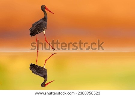 Black stork walking in front of a wonderful background. Colorful nature background. Bird: Black Stork.  Royalty-Free Stock Photo #2388958523