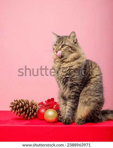 Portrait of tabby kitten with Christmas decoration. Pink background.