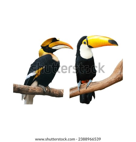 Hornbills are a family of bird found in tropical and subtropical Africa, Asia and Melanesia