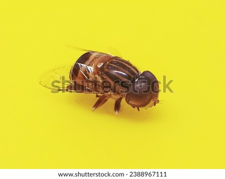 Eristalinus is a species of hoverfly, also known as the band-eyed drone fly