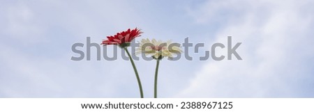 nature and landscape concept with gerbera flower and cloudy sky background