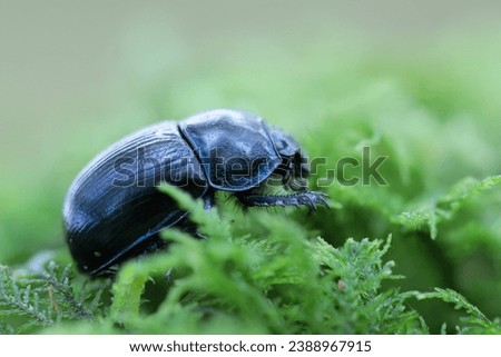 Earth-boring blue Geotrupidae Anoplotrupes stercorosus in close view Royalty-Free Stock Photo #2388967915