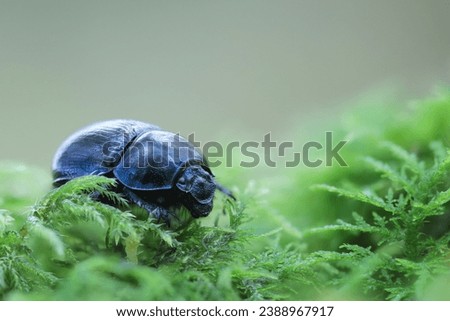 Earth-boring blue Geotrupidae Anoplotrupes stercorosus in close view Royalty-Free Stock Photo #2388967917