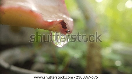 Water droplets running down one of the petals of a succulent flower in the morning
