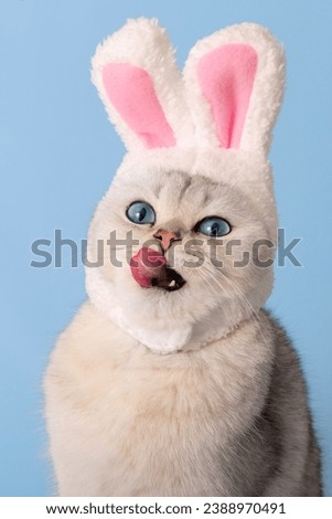Funny white cat in a hat with bunny ears licks, sticking out his tongue, on a blue background