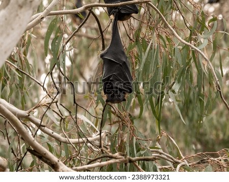 Grey headed flying fox handing upside down from a eucalypt tree looking at camera Royalty-Free Stock Photo #2388973321