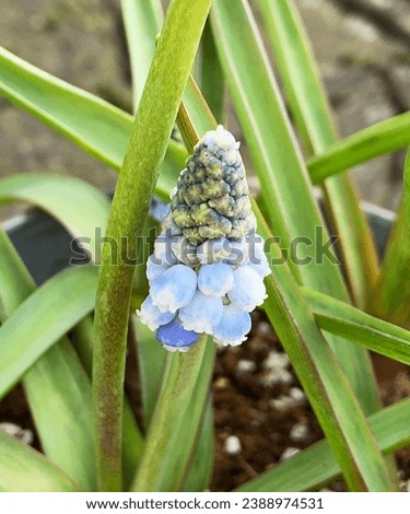 Beautiful capture in radiant sunlight garden in Rural Devon, England, UK, Muscari aucheri 'Ocean Magic' blooms gracefully. These ornamental bulbous plants, commonly known as Grape Hyacinth. Royalty-Free Stock Photo #2388974531