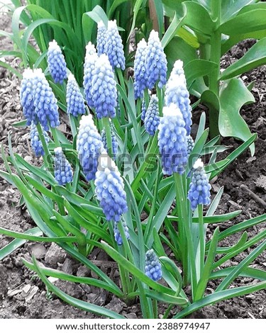 Beautiful capture in radiant sunlight garden in Rural Devon, England, UK, Muscari aucheri 'Ocean Magic' blooms gracefully. These ornamental bulbous plants, commonly known as Grape Hyacinth. Royalty-Free Stock Photo #2388974947