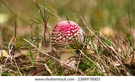
A red toadstool in a natural forest setting