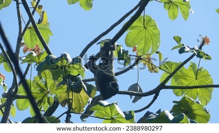 Brown-throated sloth Bradypus variegatus on top of high tree in Manuel Antonio National Park in Puntarenas Province in Costa Rica under clear blue sunny sky