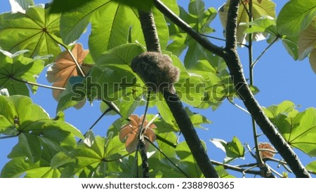 Juvenile baby brown-throated sloth Bradypus variegatus on top of high tree in Manuel Antonio National Park in Puntarenas Province in Costa Rica under clear blue sunny sky 