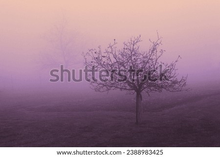 Lonely apple tree in morning mist, mystical atmosphere, autumn weather, color background for text