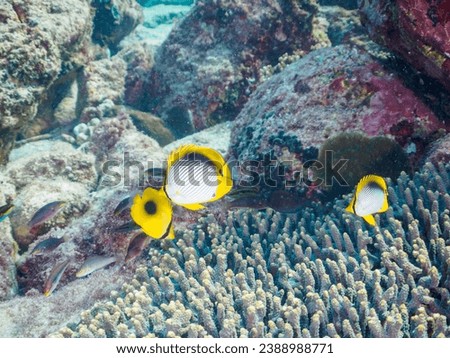 A beautiful table corals and the school of Mirror Butterflyfish and Blackback Butterflyfish and Chevron Butterflyfish and others.

At Marunegahama beach, Shikinejima, Izu Islands, Tokyo.
Photo Taken N