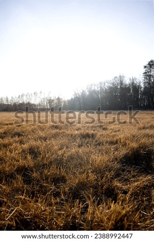 View of dried brown grass on an autumn field Royalty-Free Stock Photo #2388992447