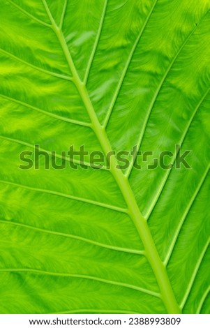 green leaves wall background, leaf wall nature background

