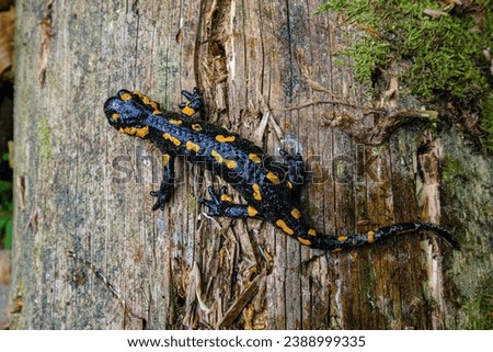 The fire salamander (Salamandra salamandra) is possibly the best-known salamander species in Europe. Macro portrait on old wood, view from above.