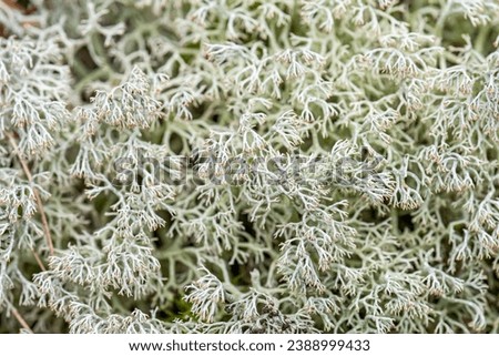 Shrubby cup lichen or green reindeer lichen -  Royalty-Free Stock Photo #2388999433