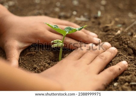 hands protecting new plants growing in the ground. concept of ecology, living environment.