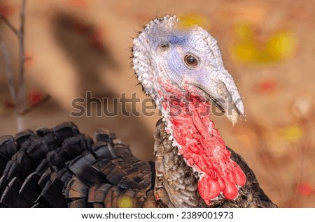 turkey birds on farm market thanksgiving days