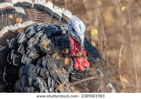 turkey birds on farm market thanksgiving days