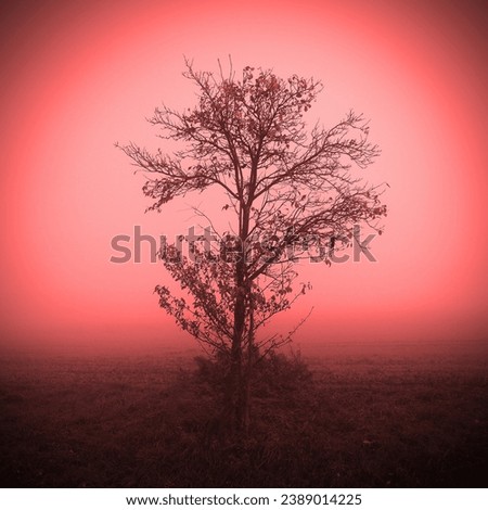 Mystical landscape, lonely tree in morning mist, magical atmosphere, autumn motif, red background for text