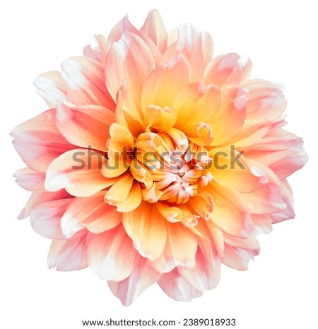 Dahlia. Flower on a white isolated background with clipping path.  For design.  Closeup.  Nature.