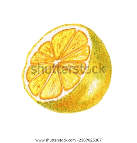 Half a lemon watercolor illustration. Hand drawn cut yellow citrus fruit. Realistically depicted ingredient for menu and design.