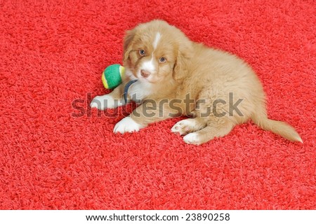 Nova Scotia Duck Toller puppy on a red carpet